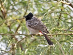 Red-vented Bulbul